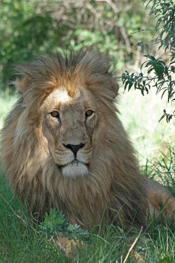 lion, male lion, lion mane, king of the jungle, african wildlife, nature, big 5