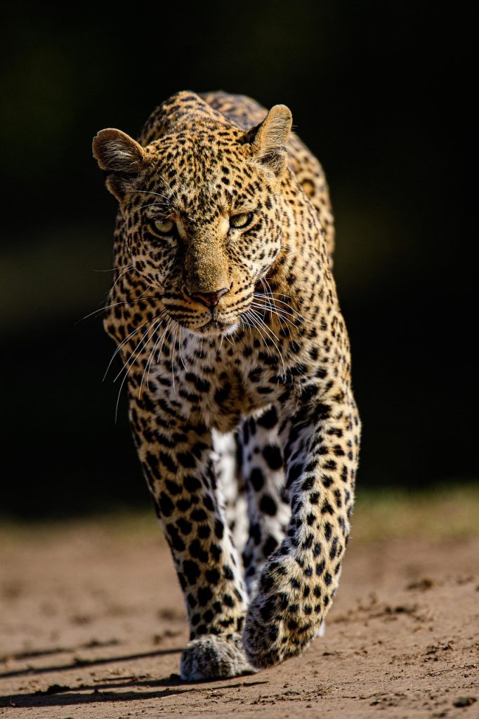 leopard, cat, feline, wildcat, spots, pet, whiskers, safari, animal, wildlife, predator, nature, wild, savannah, wilderness, eyes, dangerous, jungle, fauna