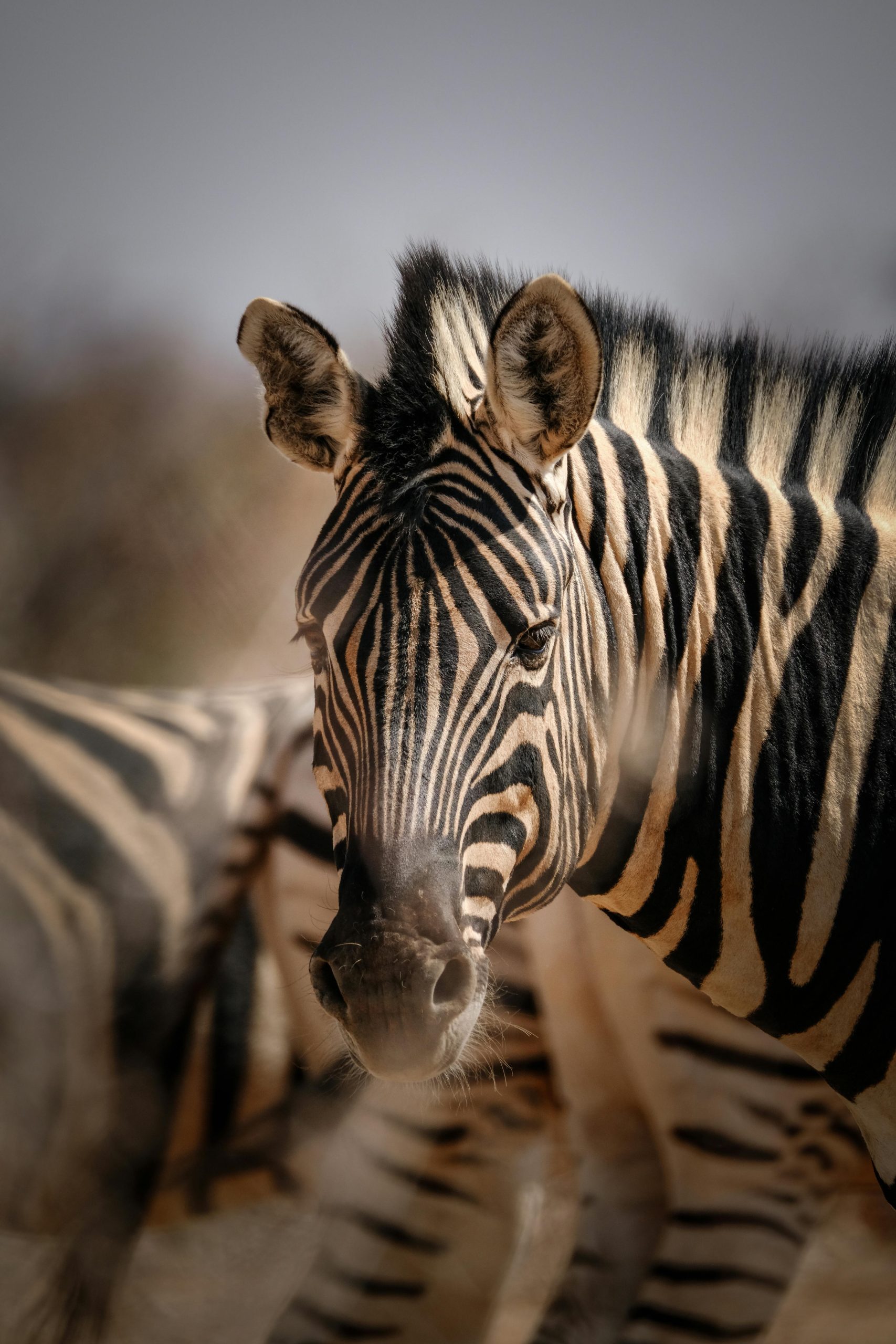 Stunning zebra portrait in African savanna showcasing unique stripe patterns.