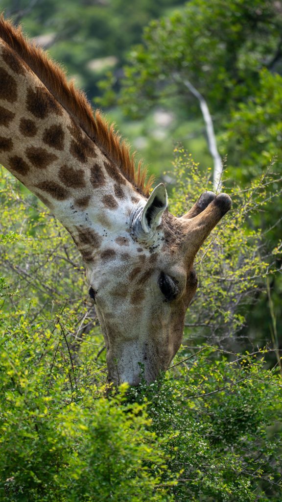 A giraffe feeding on lush greenery in a vibrant, natural environment.