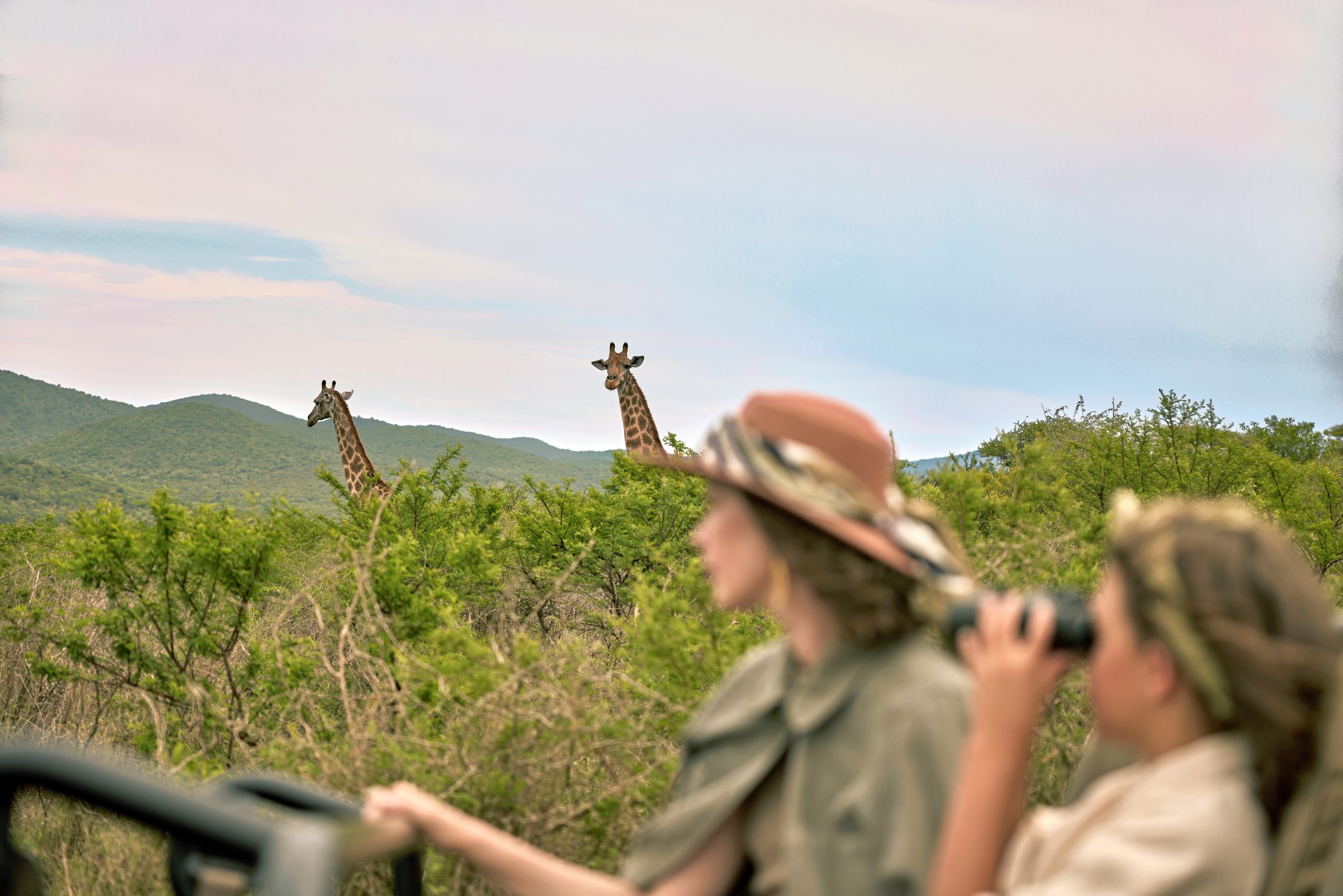 Private guided game drive with giraffes at Thanda Safari